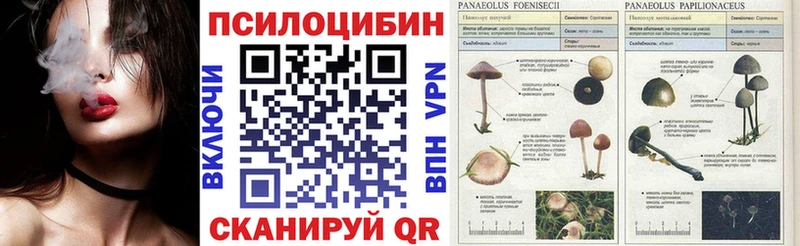 Псилоцибиновые грибы MAGIC MUSHROOMS  купить наркоту  Эртиль 